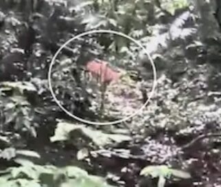 കക്കയം ഡാം സൈറ്റിൽ കടുവ: സഞ്ചാരികളിൽ ആശങ്ക